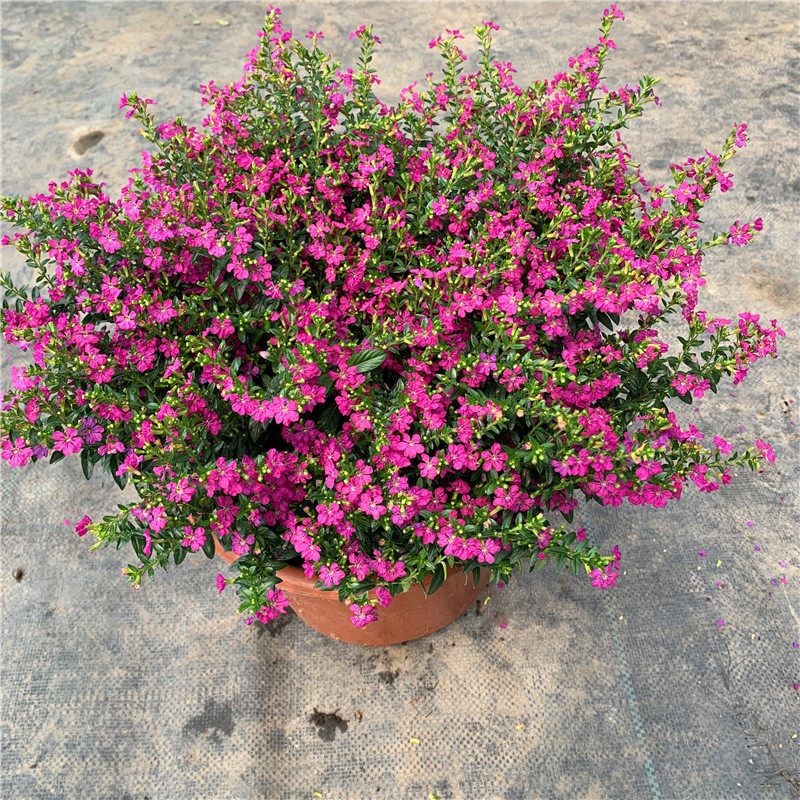 满天星客厅阳台盆栽不断好养花卉