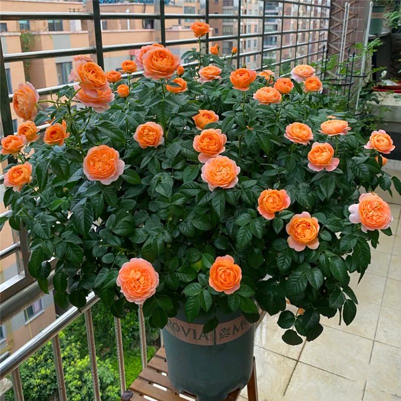 欧月月季花苗盆栽花卉木本植物阳台庭院火焰果汁阳台带花发货包邮