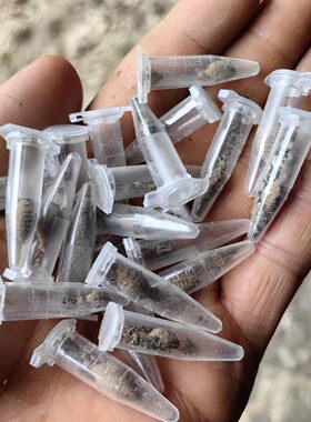 地牯牛活体幼虫会钻沙做陷阱