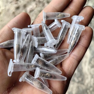 地牯牛虫活虫金沙牛倒退虫蚁狮蚁蛉幼虫会钻沙做陷阱活体昆虫爬宠