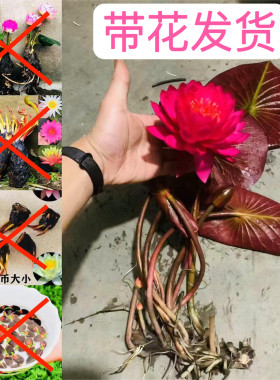 鸽子血带花睡莲苗耐寒带花苞荷花