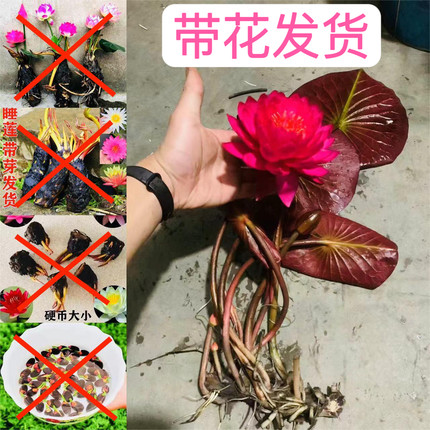 带花睡莲成品苗睡莲带花苞四季水生植物碗莲庭院观赏荷花池塘根苗