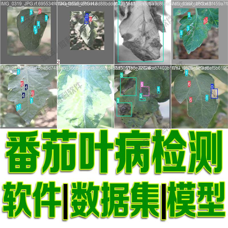 番茄叶病检测数据集模型yolo训练标注机器视觉学习python自动识别