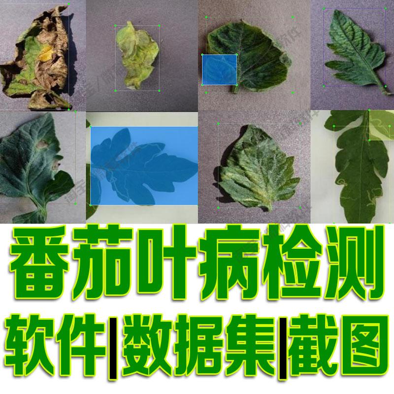 番茄叶病目标检测数据集yolo训练标注voc自动识别python深度学习