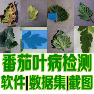 番茄叶病目标检测数据集yolo训练标注voc自动识别python深度学习