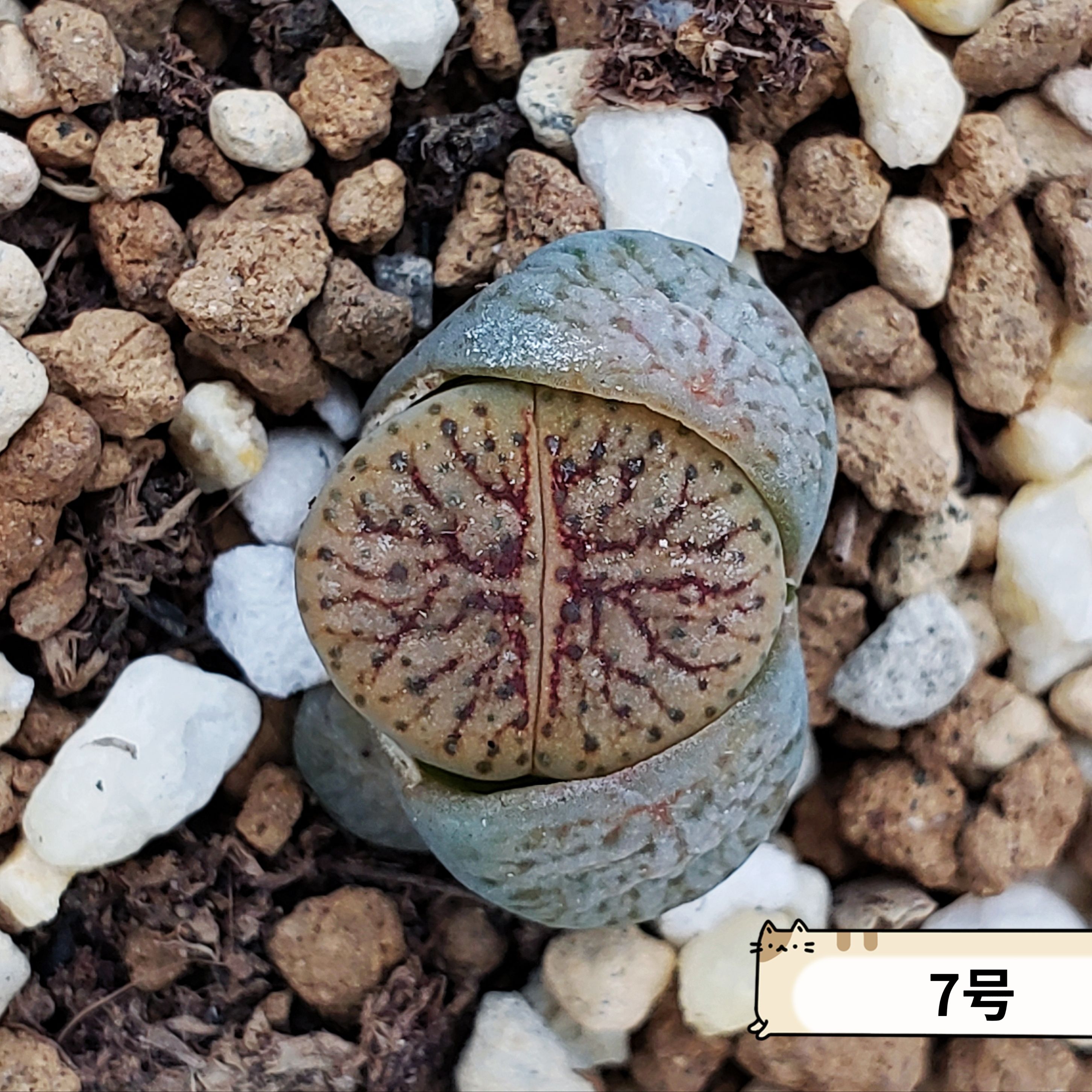 线招福 netwerk 生石花 大宇番杏