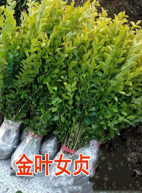 庭院绿化树苗金叶女贞树苗女贞子树苗小叶女贞苗球金森女贞彩色带