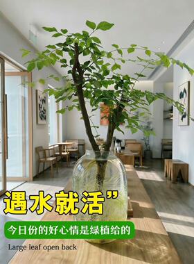小叶女贞水培植物办公室绿植客厅花卉鲜切枝老桩造型四季常青