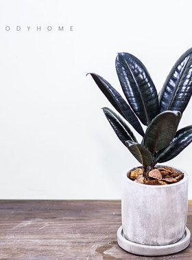 本木庐舍丨黑叶橡皮树 黑橡皮金刚 革质叶片 橡皮榕耐阴 桌面绿植