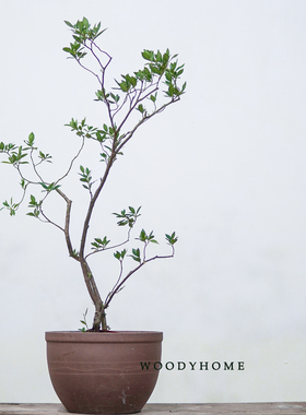 本木庐舍丨精品海岛栀子花盆景素材老桩茶室庭院客厅造景四季常青