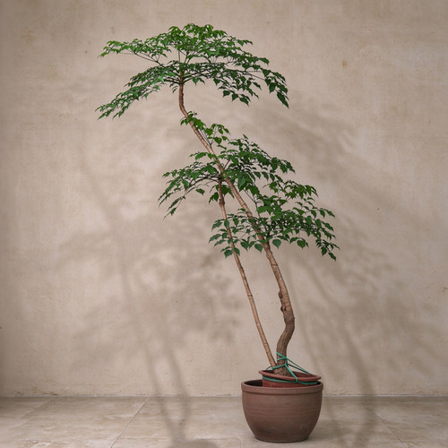 本木庐舍丨幌伞枫绿植盆栽广伞枫盆景景观树厦门同城设计师绿植