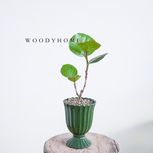 海葡萄植物室内外观赏观叶观果