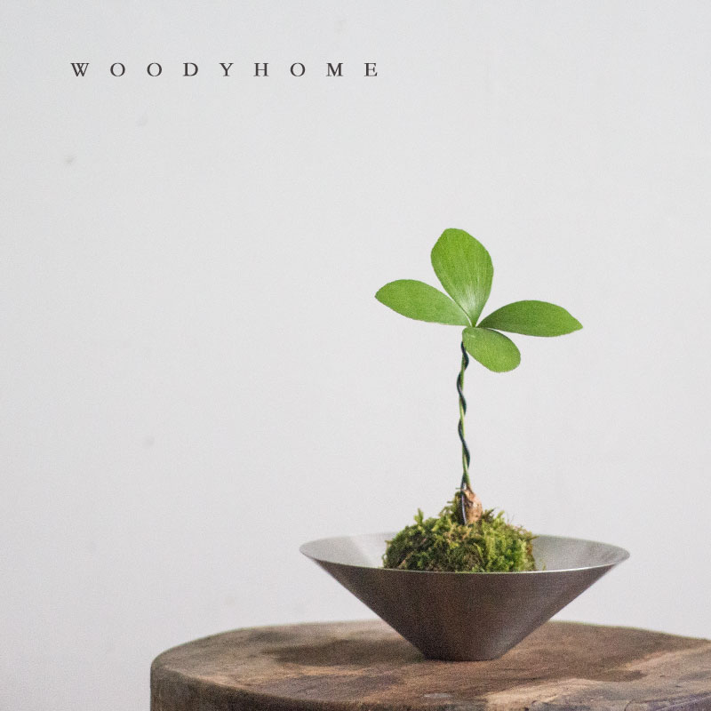 墨西哥铁树室内外礼品寓意