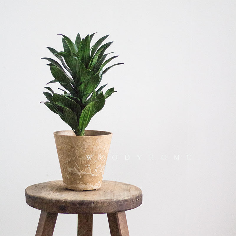 本木庐舍丨高杆密叶龙血树植物盆栽 太阳神密叶朱蕉绿植 绿色火焰