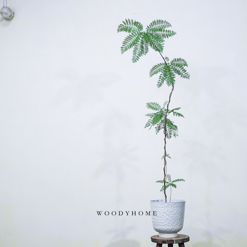 蓝花楹植物设计师款室内外装饰