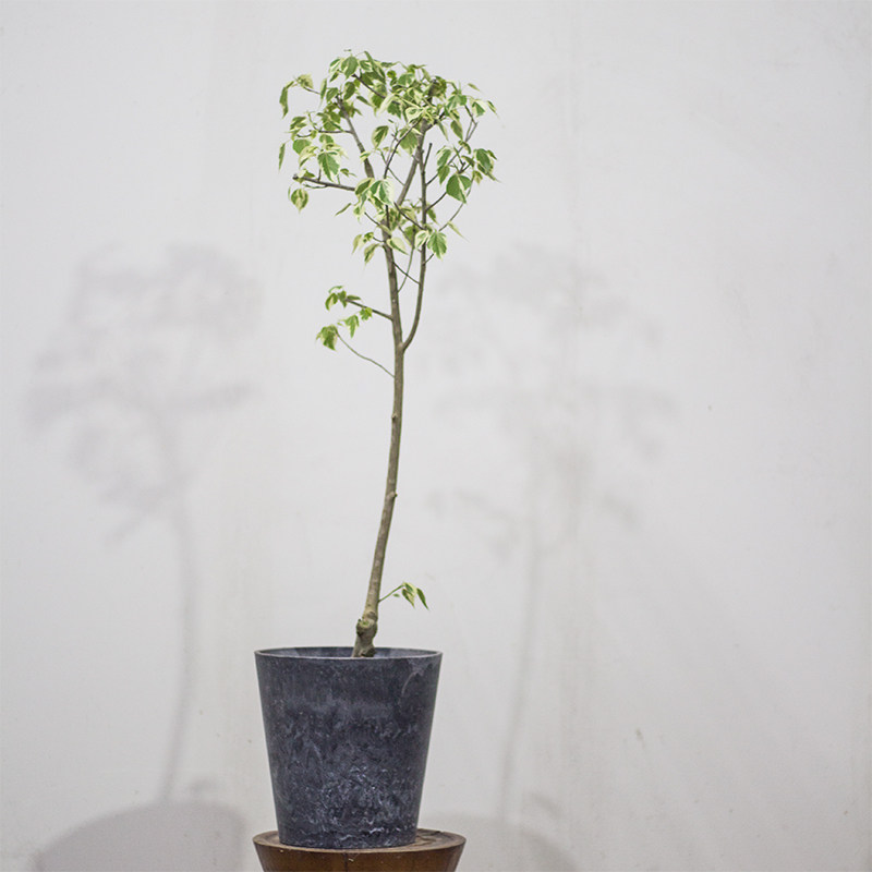 本木庐舍丨珍贵花叶绿叶菩提榕盆栽植物 金刚菩提树 珍稀树种