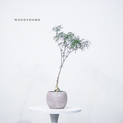 柳叶麒麟植物室内外装饰冷峻线条