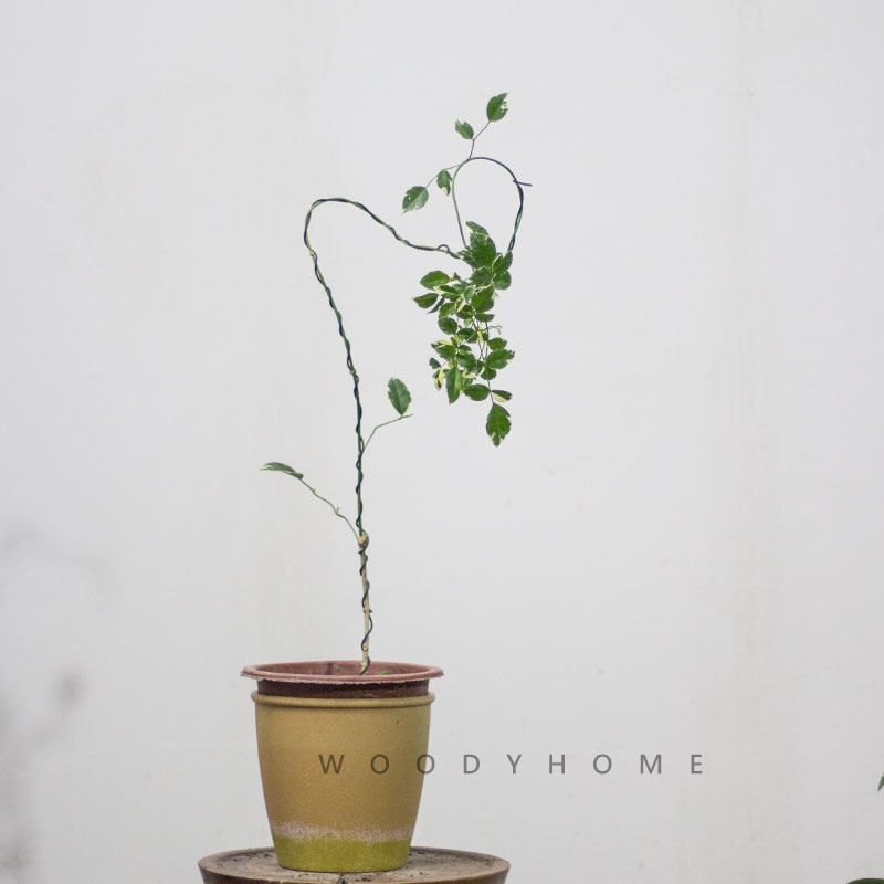 本木庐舍丨花叶凌霄花植物盆栽 室内小叶片植物 致橡树出镜植物