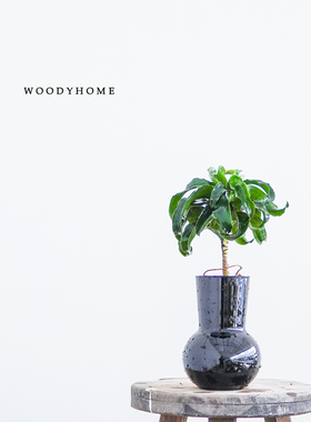 本木庐舍丨水培卷密叶龙血树植物 龙卷树土培盆栽   卷叶太阳神