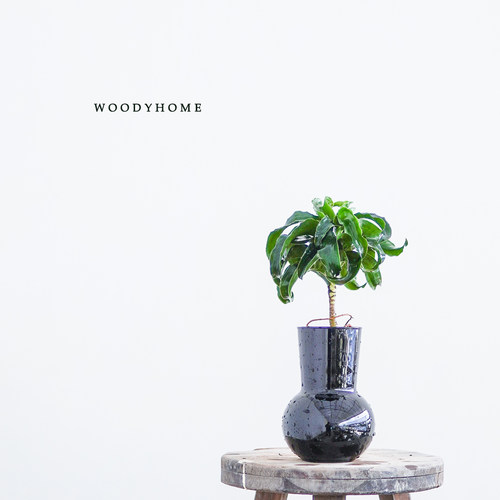 卷叶龙血树植物稀有室内外美观