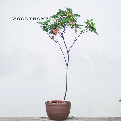 海岛龙船花植物绿植盆栽