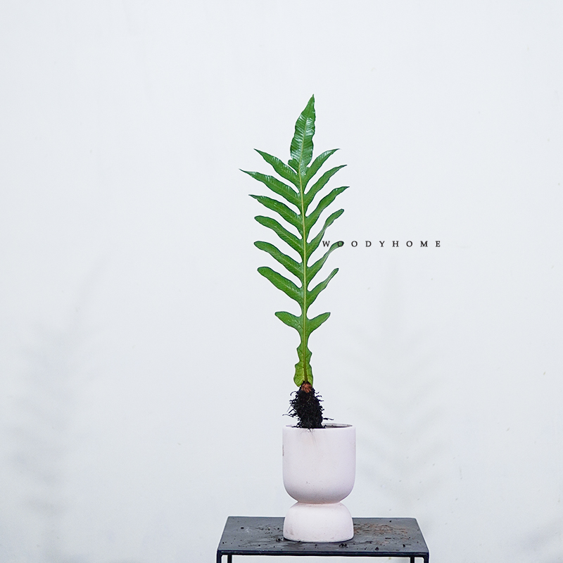 王冠蕨类室内净化空气壮观