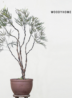 本木庐舍丨稀有孔雀木植物盆栽昆士兰瓶树平替细长叶片室内耐阴