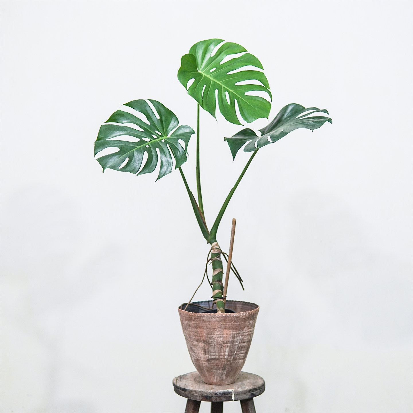 本木庐舍丨大型老桩龟背竹植物盆栽 甲醛克星室内 耐阴 经典ins风