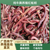 广西南宁蚯蚓活饵鲜活红蚯蚓鱼饵料鲫鱼鲤鱼野钓黑坑鱼料打窝料