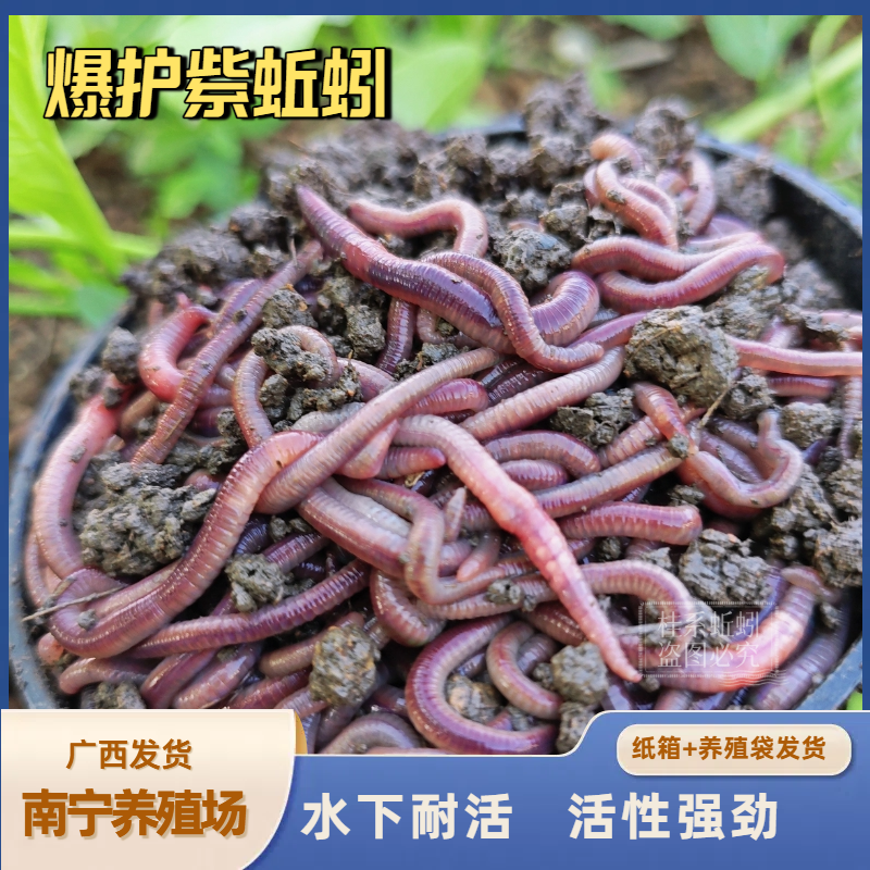 广西南宁紫蚯蚓活饵鲜活垂钓鱼饵料鲫鱼鲤鱼野钓鱼料打窝料