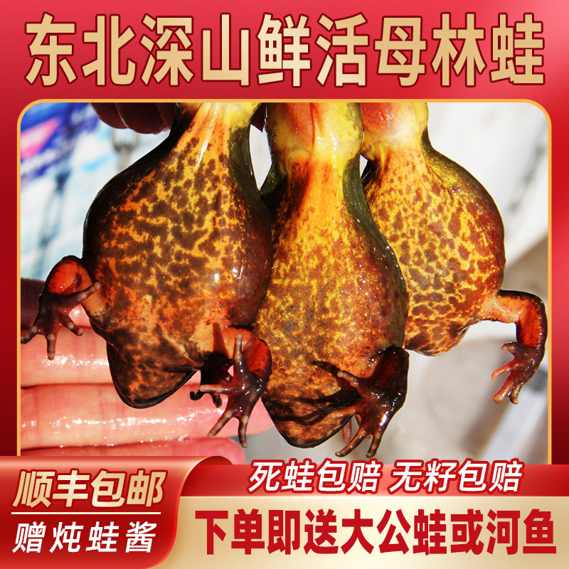 东北活林蛙母蛙活体蛤蟆母雪蛤豹子哈士蟆8钱12-13只每斤顺丰包邮