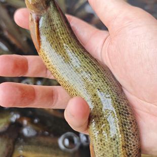 东北大泥鳅鱼特大江泥鳅鱼活体速冻淡水开河鱼