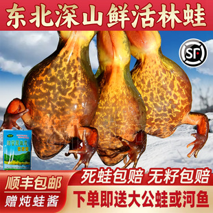 深山活林蛙 雪蛤 母蛤蟆 哈士蟆 母豹子 满籽满油 东北活蛙顺丰