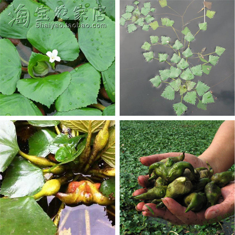 高产野生菱角种苗浮水可食植物