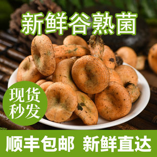 现货新鲜野生谷熟菌现采黄枞菌重阳菌雁来蕈云南特产蘑菇包邮顺丰