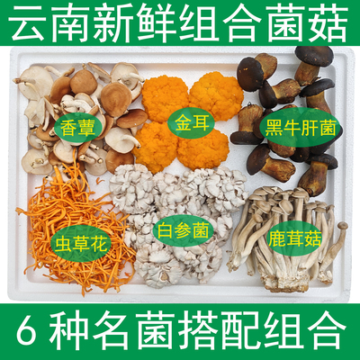 云南新鲜菌菇组合六种名菌