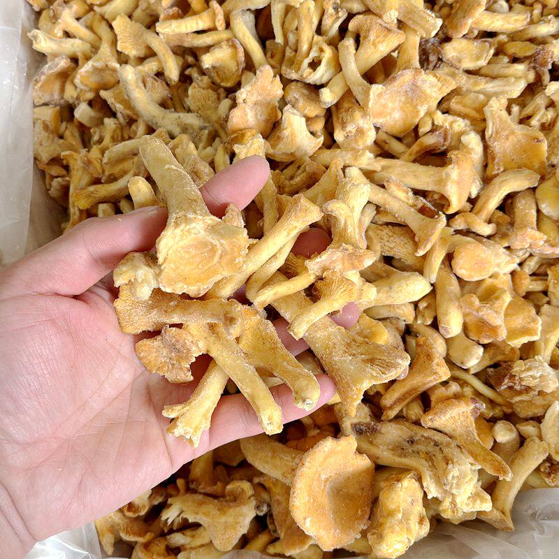 冰鲜速冻野生鸡油菌云南山珍土特产野生菌酒店餐饮素食店食材洗净