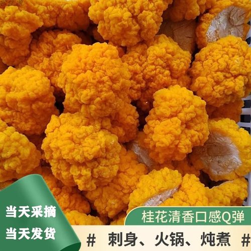 云南特产一级黄金耳菌新鲜发顺丰
