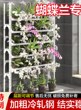 落地式角钢蝴蝶兰花架花店植物架