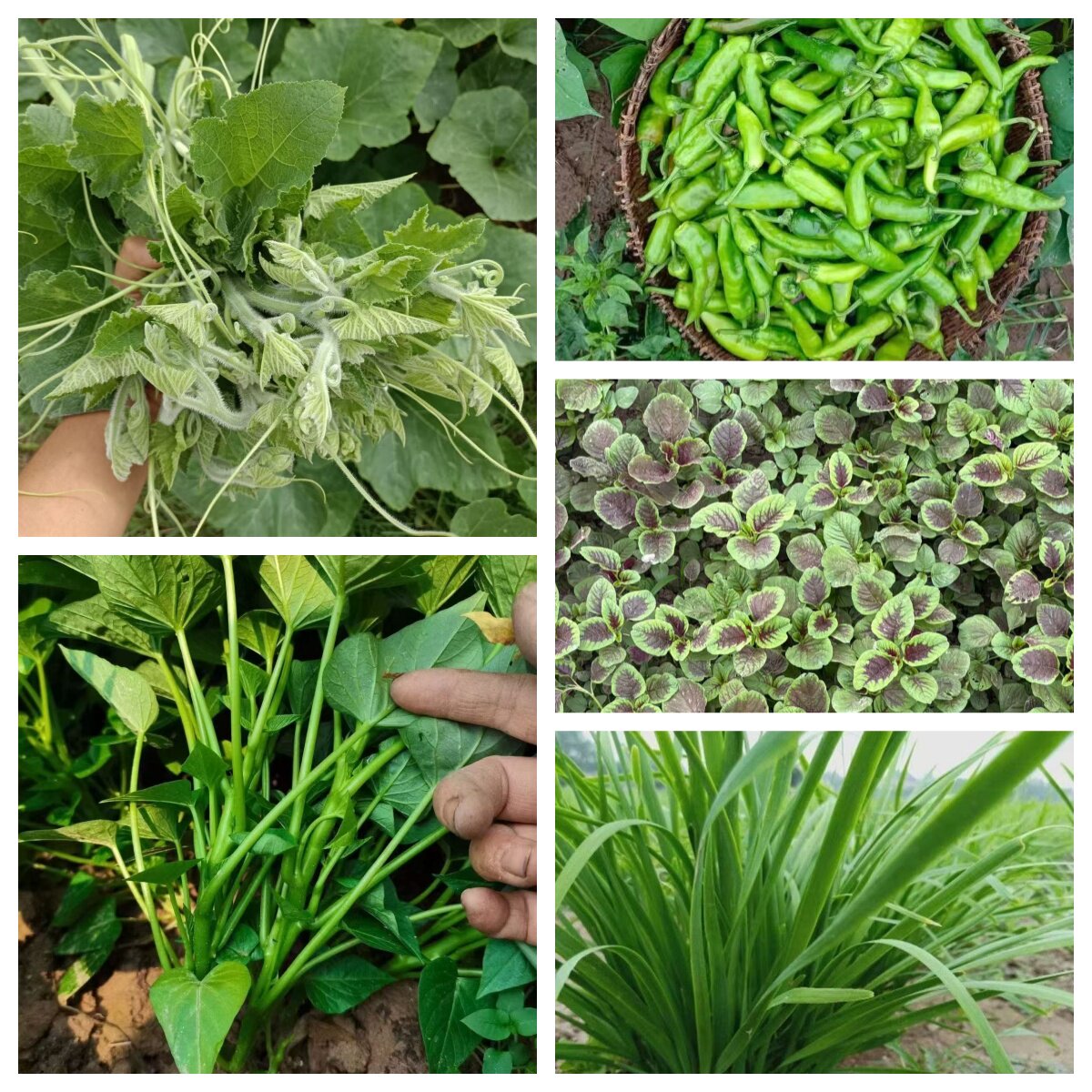 当季蔬菜自由组合套餐蔬菜盲盒包邮农家自种新鲜时令蔬菜农家菜