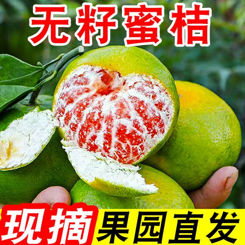 湖北橘子无籽蜜桔早熟桔子青皮蜜桔新鲜橘子当季柑橘柑桔薄皮桔子