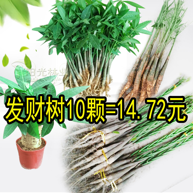 发财树苗 发财树盆栽 辫子发财树 客厅办公室盆栽 发财树小苗