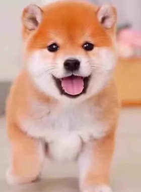 纯种柴犬幼犬日本柴犬幼崽赤柴黑柴幼犬豆柴小型犬柴犬活体宠物狗