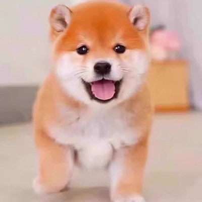 纯种柴犬幼犬日本柴犬幼崽赤柴黑柴幼犬豆柴小型犬柴犬活体宠物狗