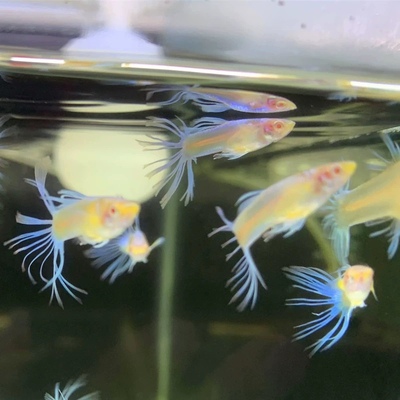 进口稀有新品种孔雀鱼合集