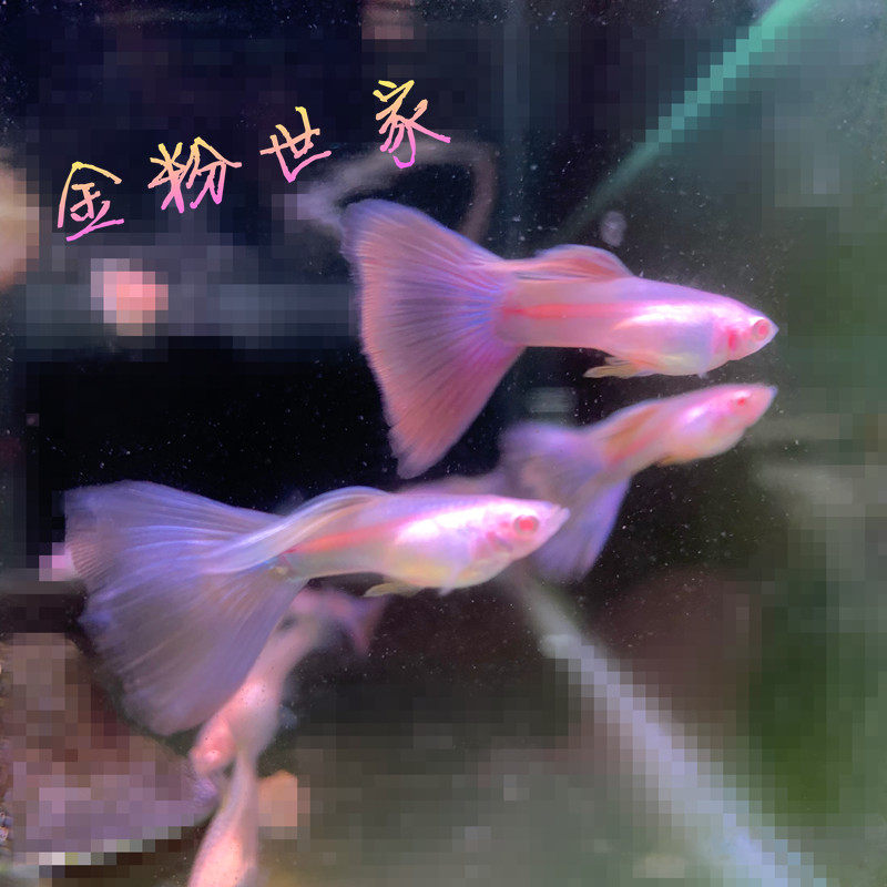 金粉世家大C天使彩虹莫紫白子孔雀鱼墨紫天使彩虹精品热带观赏鱼