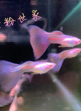 天使彩虹金粉大c缎带墨紫孔雀鱼