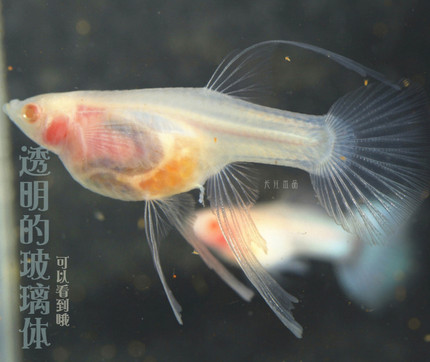 玻璃体孔雀鱼超白大C红头短体黄金玻璃猫玻璃体活体凤尾鱼观赏鱼