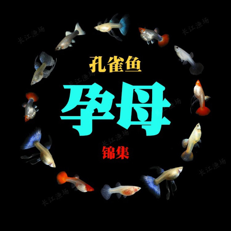 孔雀鱼孕母活体大肚子临产怀孕母图片