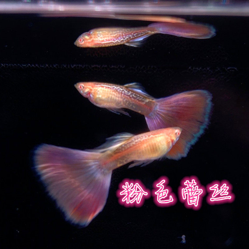 樱花金粉狮粉色蕾丝白子紫狮孔雀鱼活体凤尾大尾巴精品热带观赏鱼